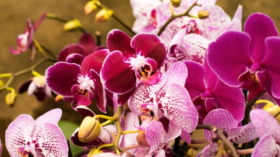 Orquídeas en casa: claves esenciales para lograr su floración y evitar errores comunes
