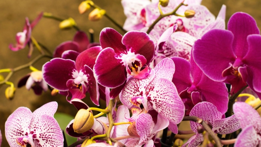 Orquídeas en casa: claves esenciales para lograr su floración y evitar errores comunes