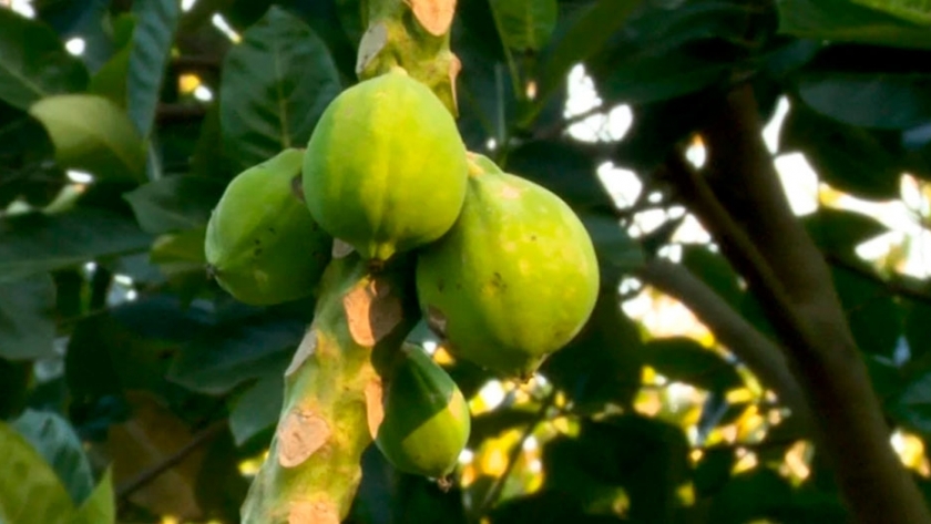 De Taiwán a Formosa