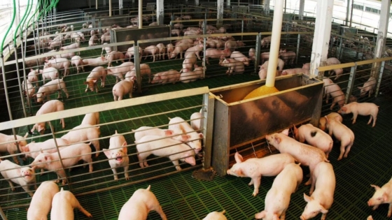 La carne de cerdo alcanza un consumo récord y refuerza el protagonismo de la porcicultura argentina