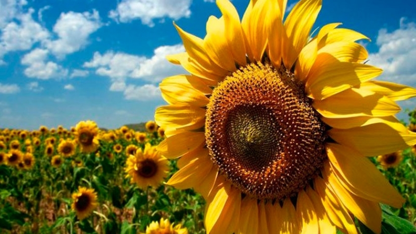 Se subastó el primer lote de girasol en Santa Fe