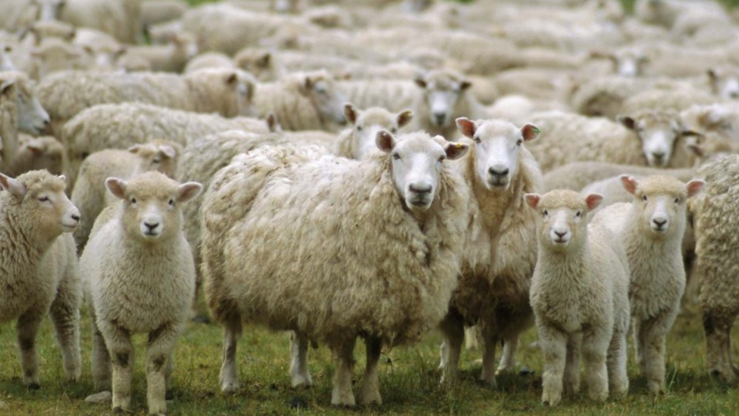 Bienestar animal y eficiencia: las nuevas claves del manejo ovino moderno