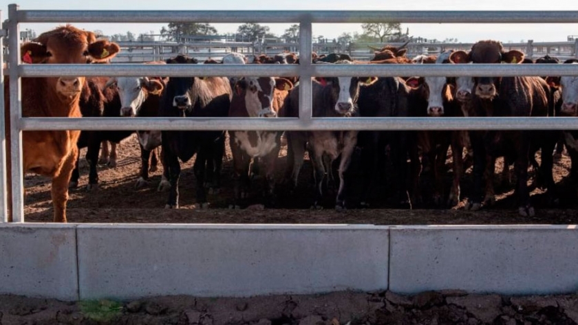 Frente comederos para feedlot