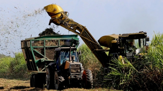 La zafra tucumana alcanza el 99% y marca un crecimiento del 7% en la molienda de caña