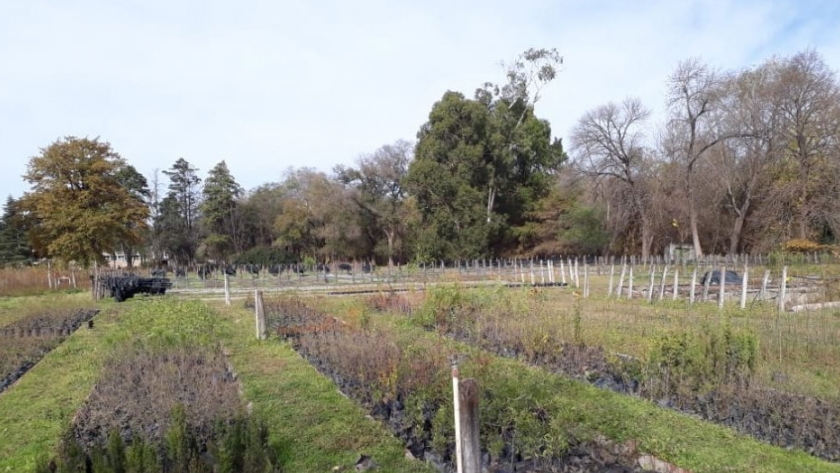 Forestando Córdoba inicia su primera etapa con la entrega de 15 mil árboles