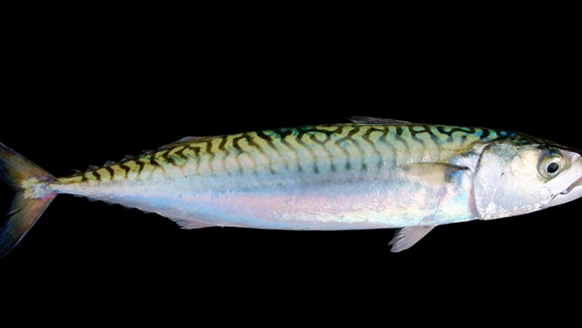 Pesca de Caballa (Scomber japonicus)