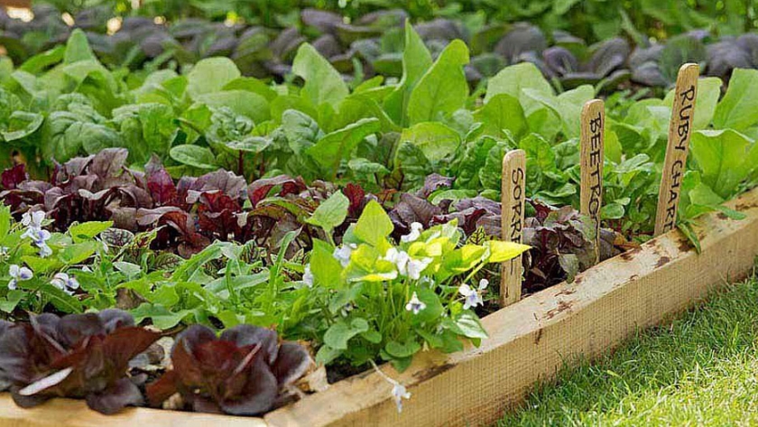 El Ministerio de Producción puso en valor la huerta de un comedor social