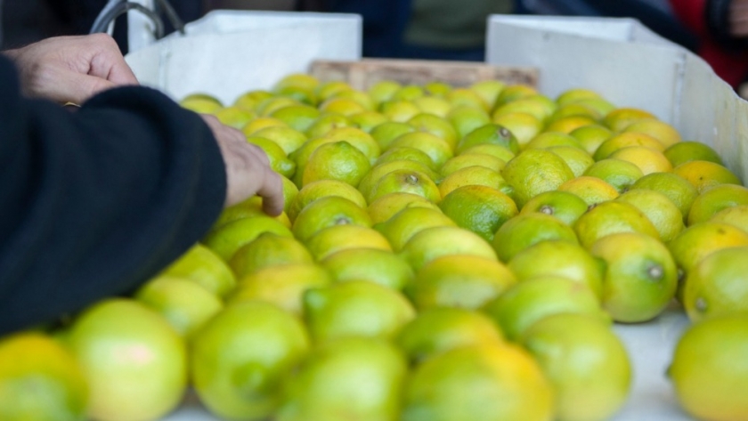 Certificación al primer cargamento de limones que se exportará a la Unión Europea