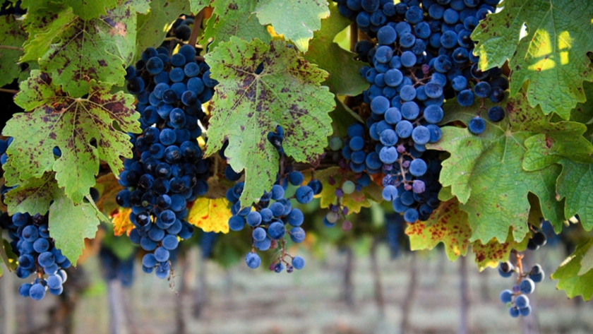 Nueva inscripción para productores de uva en fresco de Mendoza y San Juan