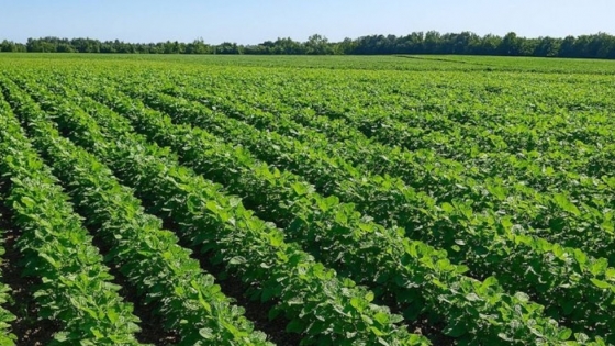Córdoba afianza su liderazgo agrícola con proyecciones récord y beneficios fiscales en 2024/25