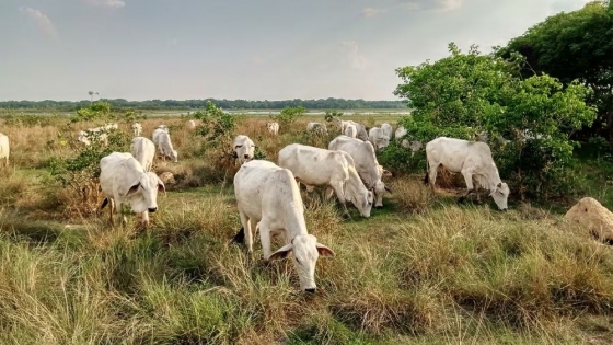‘Carne sostenible’: la apuesta boliviana frente a la ganadería que dispara la deforestación