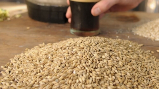 Cebada cervecera: un productor del sudeste bonaerense da las claves para lograr una cosecha de calidad