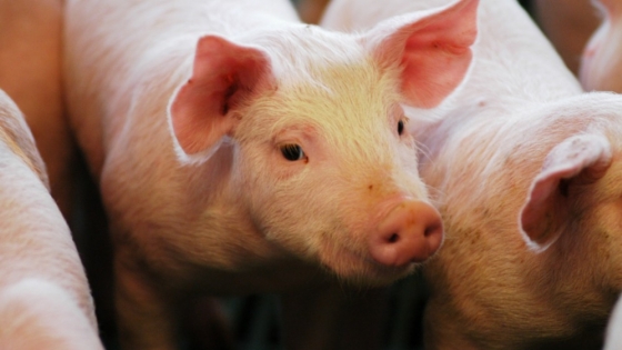 El Gobierno nacional autorizó tres nuevas vacunas biotecnológicas para proteger la sanidad porcina y aviar