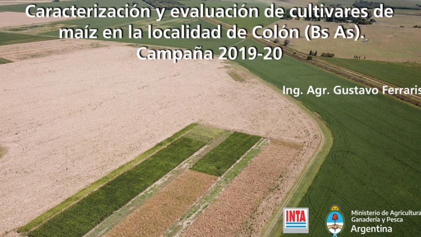 Caracterización y evaluación de cultivares de maíz en la localidad de Colón, Buenos Aires, Campaña 2019/20