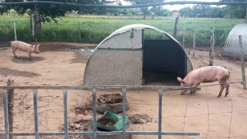El ministerio de producción entregó dos reproductores porcinos a la escuela agrotécnica de Naschel