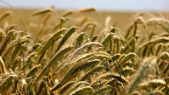Zonas productoras de trigo, cebada y centeno en el mundo