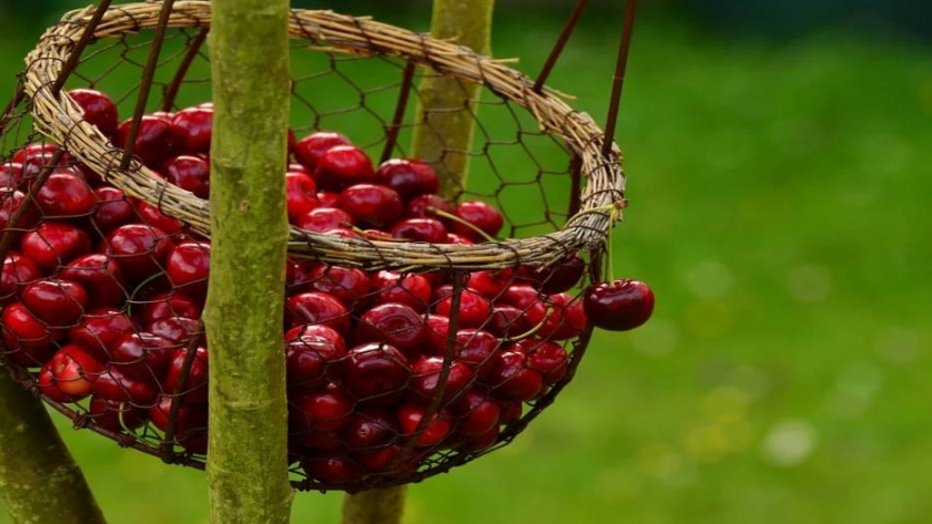 El COVID-19 mejora las posibilidades de los productores de cerezas de Michigan 