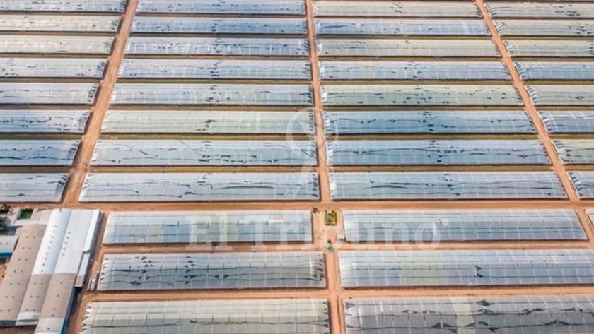 Producción modelo de pimiento con tecnología de punta y robótica