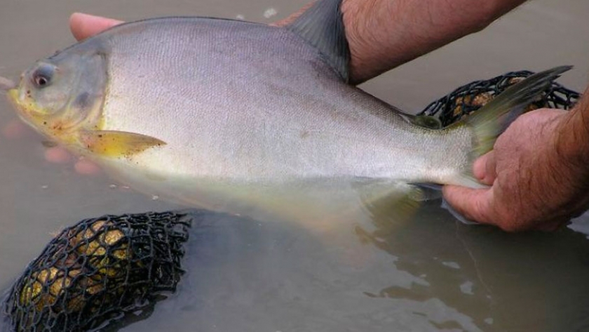 Cómo producir carne de pescado con alto valor nutricional
