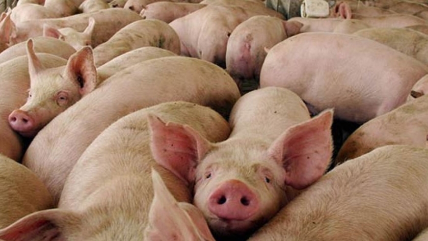 China informa avances en ensayos de vacunas contra la peste porcina