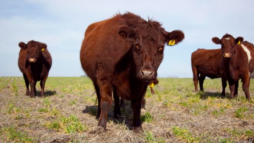 La oferta de terneros limita la expansión