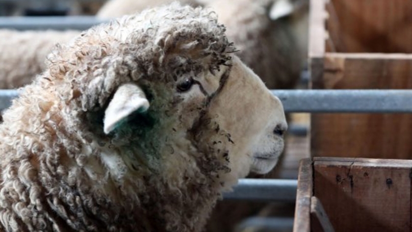 Uruguay apunta al cuidado ambiental y animal para diferenciar su carne