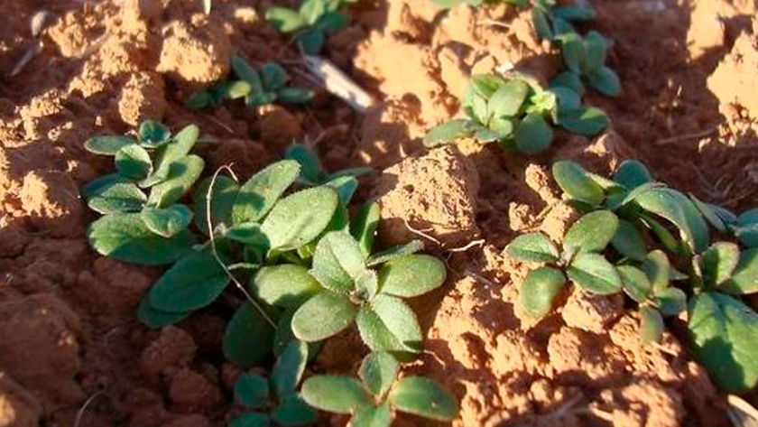 La camelina despega como alternativa al cereal