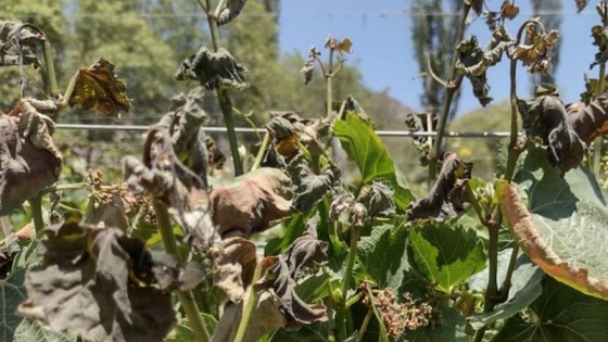 <Se asistirá a 54 productores frutihortícolas que sufrieron heladas tardías en los Valles Calchaquíes