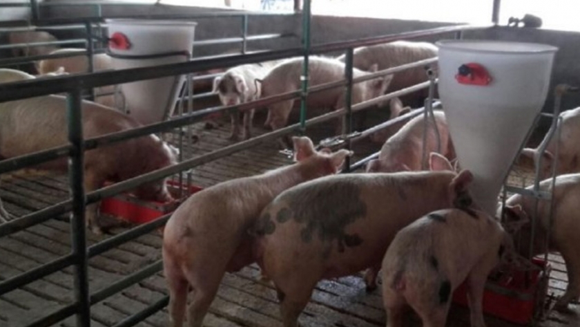 Chubut promueve el consumo de carne de cerdo
