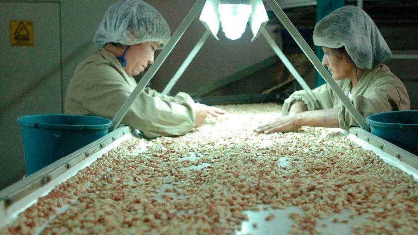 Agricultura distribuye entre 22 firmas la exportación de maní a Estados Unidos