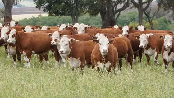 El secreto de las pasturas para aumentar la producción ganadera: un proyecto innovador