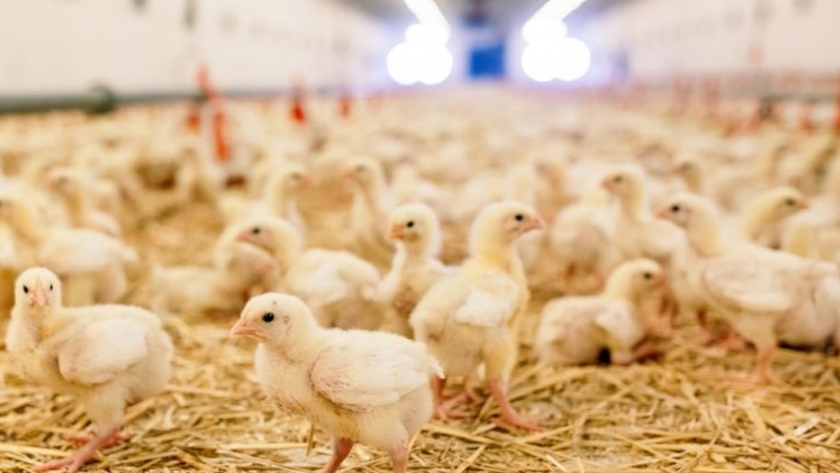 Europa debe seguir a Chequia en la prohibición de las jaulas para gallinas