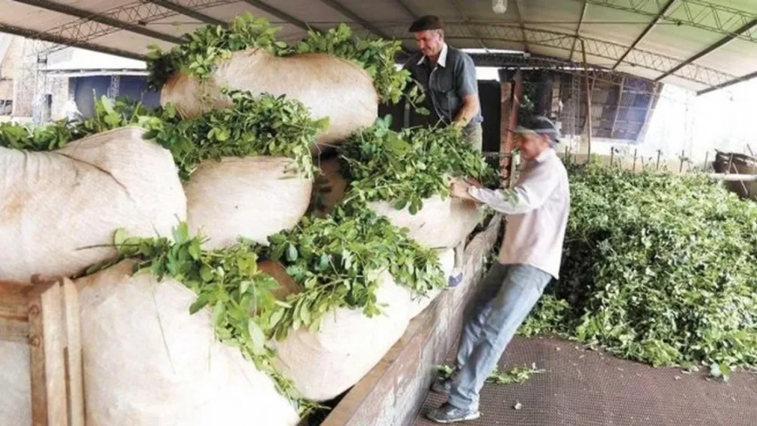 Yerba mate: Misiones impulsa una pizarra de referencia para contener la caída del precio de la hoja verde