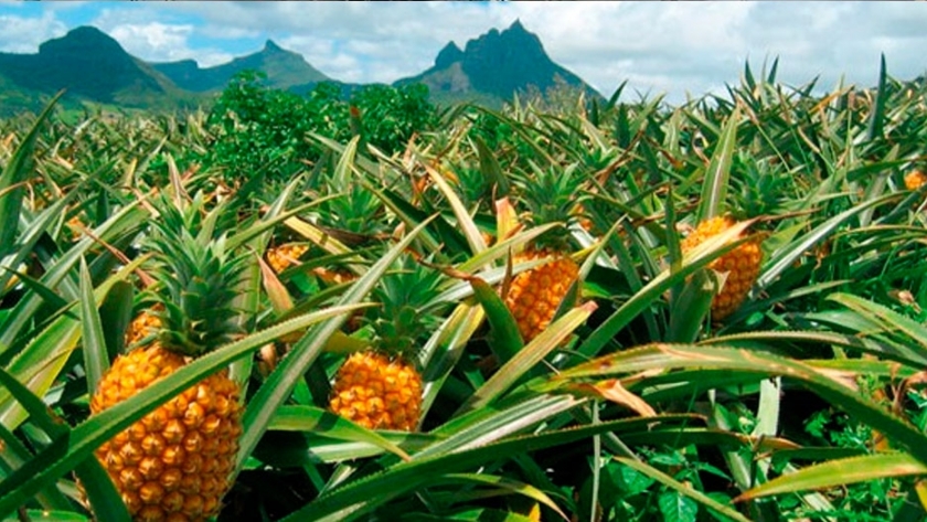 Evalúan si es viable para la región del Nordeste  la producción de ananá