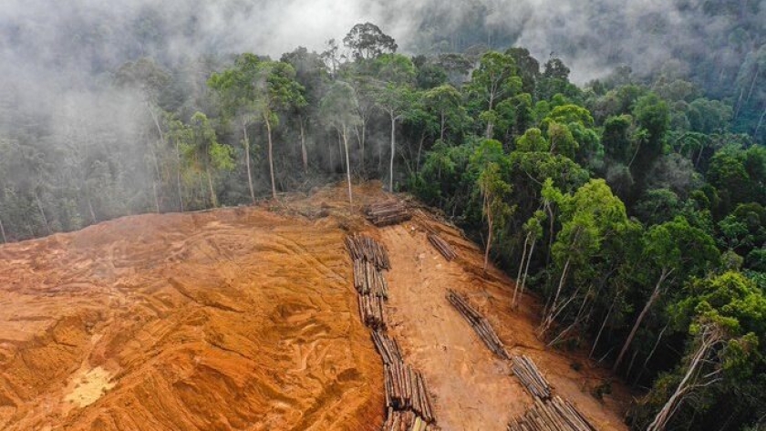 La Unión Europea prohíbe importar madera si causa deforestación ilegal en origen