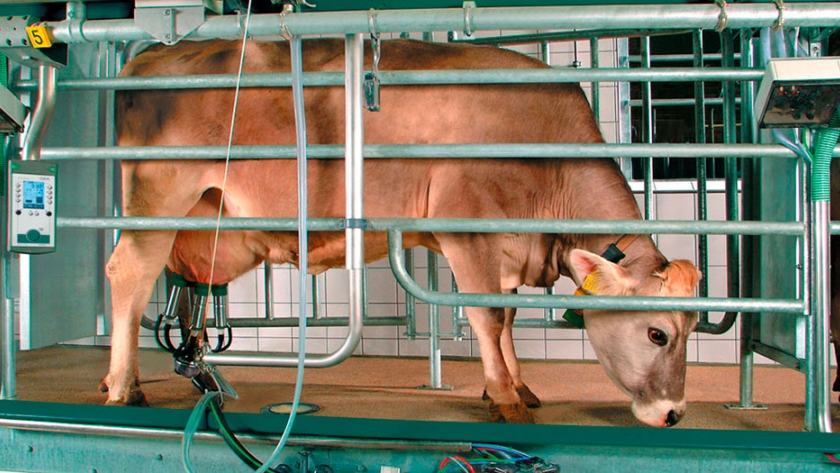 Mantenimiento del equipo de ordeño, una rutina vital para el éxito de la producción 