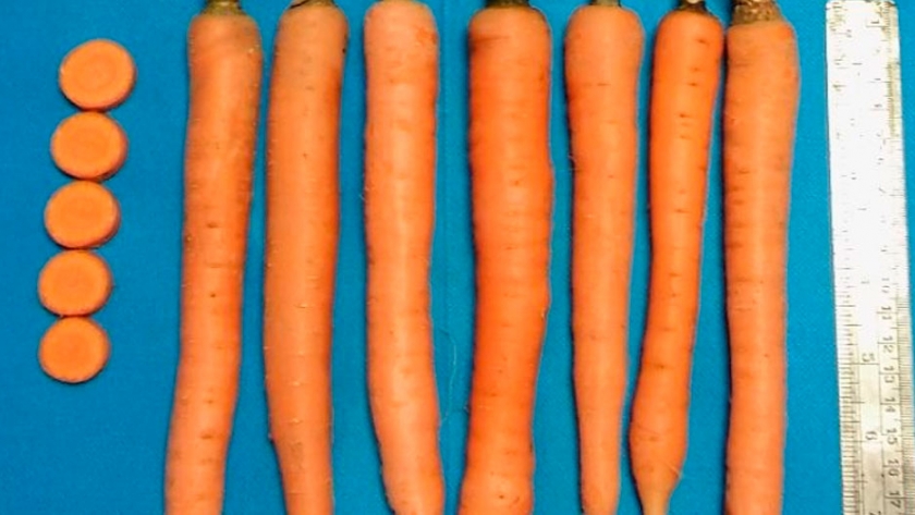 Presentan una nueva variedad de zanahoria