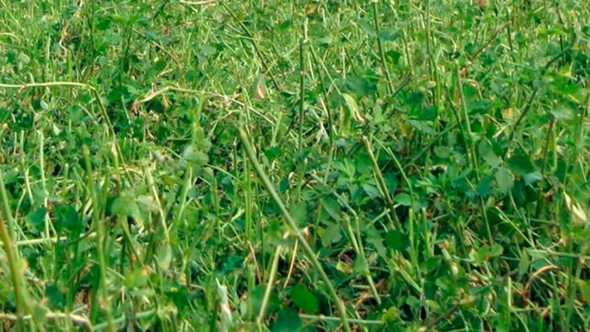 La alfalfa, ¿tiene lugar en ambientes limitantes?