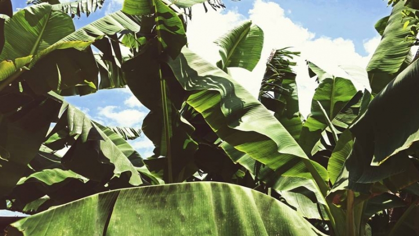 La producción de bananas se mantiene a flote en Colombia