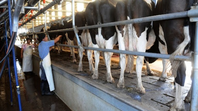 Uruguay rechaza acusaciones Brasileñas sobre subsidios en la producción lechera
