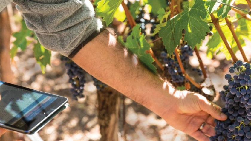 CepApp: la herramienta indispensable del productor vitivinícola