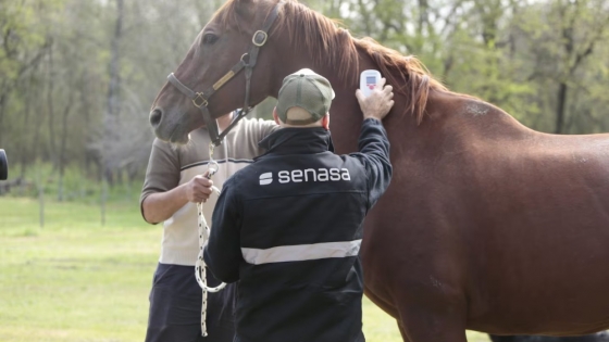 Ante el riesgo de encefalomielitis equina, SENASA recomendó vigilancia y notificación inmediata