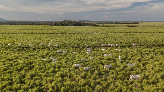 Sumatoria se une a IFACC para promover la producción sustentable en el Gran Chaco argentino