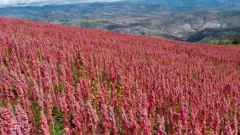 Quinoa: un producto regional con valor agregado