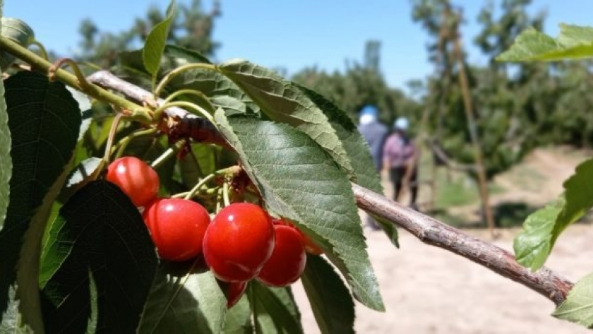 Cereza: con mayor calibre, se espera un alza en las exportaciones para esta temporada