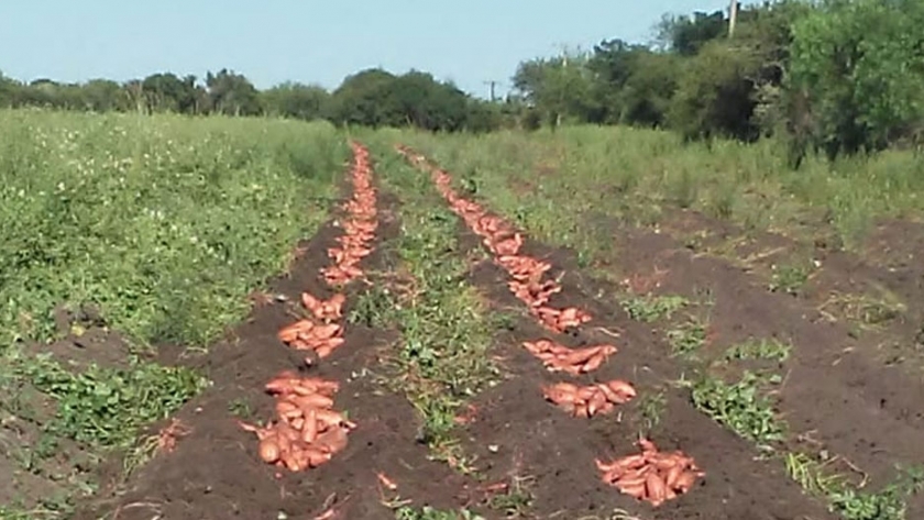 Historia de la batata en Feliciano