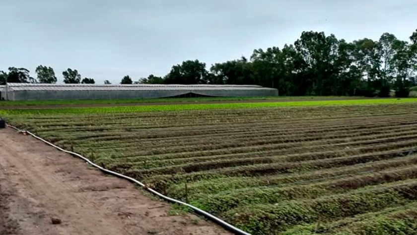 Utilizan abono orgánico para remediar suelos contaminados con pesticidas 