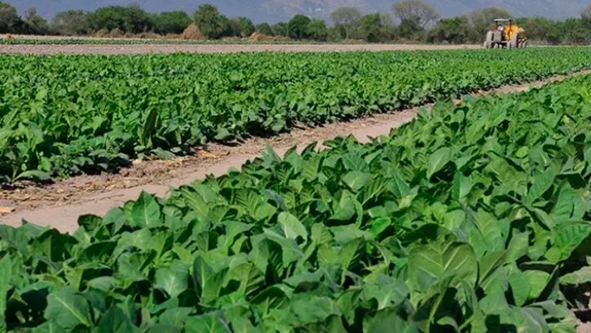 Productores de tabaco están en jaque por el parate de la producción de cigarrillos 