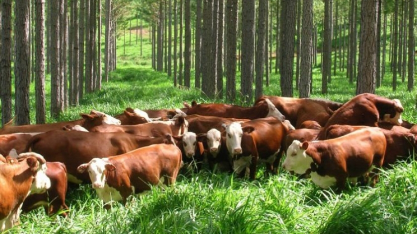 IPCVA en Misiones | Jornada de Campo sobre “Sistemas Silvopastoriles: Madera, Carne y Huella de Carbono”