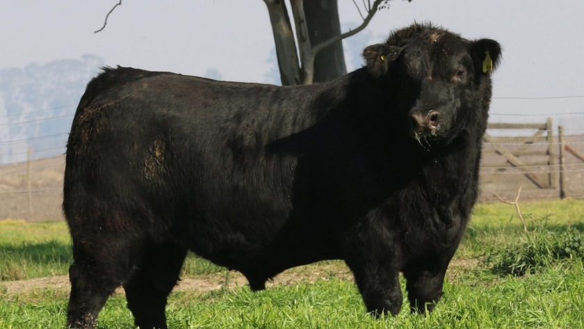 Cada peso invertido en revisar toros puede volver multiplicado por 20